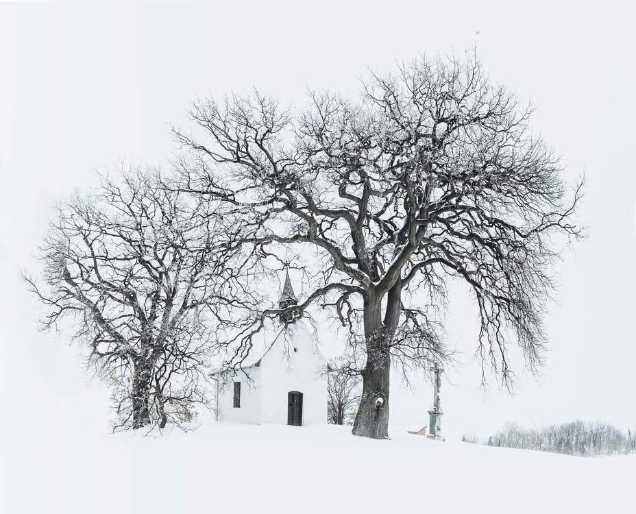 Free Bare Tree Near Building during Snow Time Photo Stock Photo
